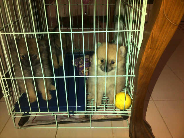 MINIPOM jantan cream orange black