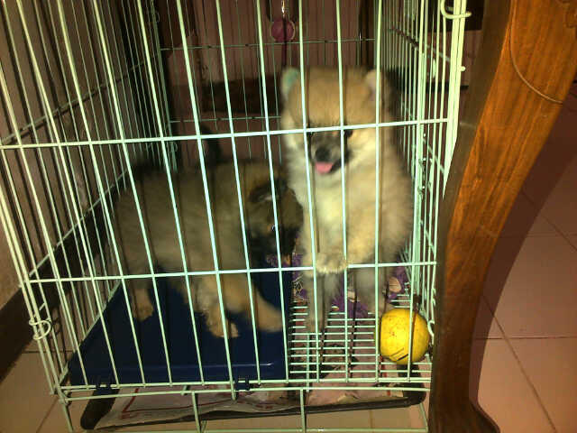 MINIPOM jantan cream orange black