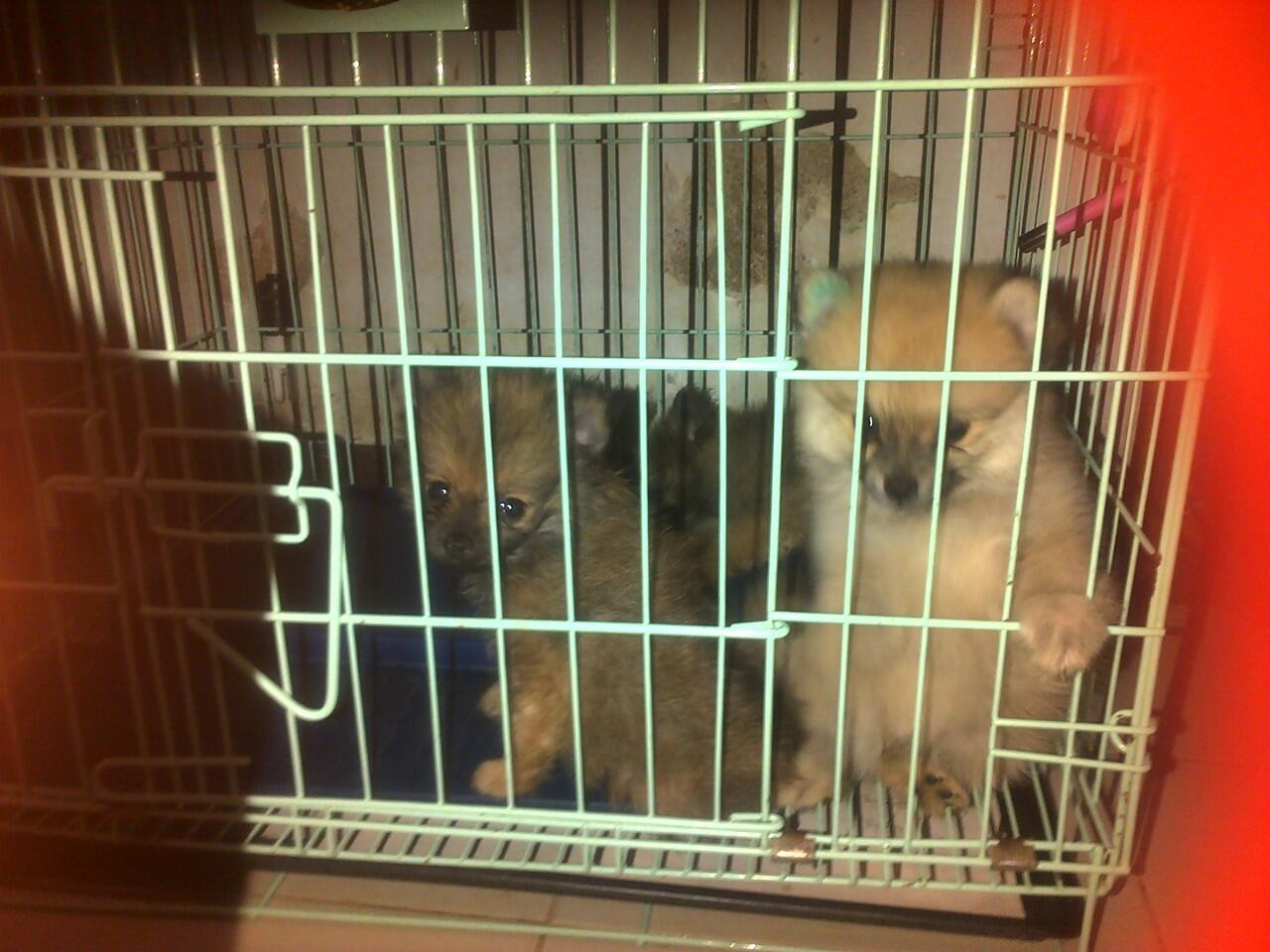 MINIPOM jantan cream orange black