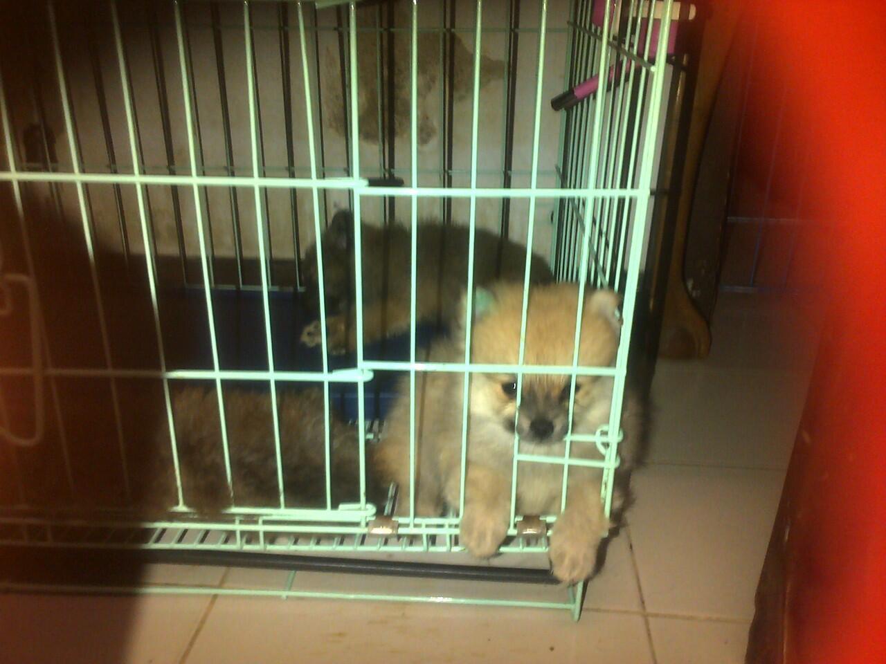 MINI POMERANIAN JAKARTA PUSAT AGAN