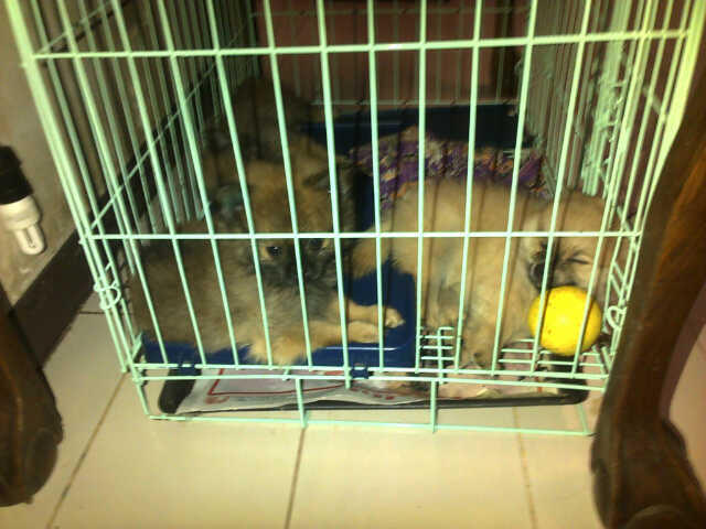 MINI POMERANIAN JAKARTA PUSAT AGAN
