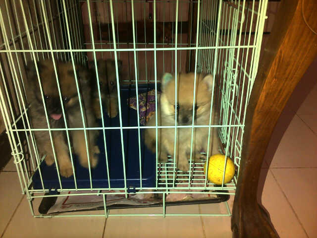 MINI POMERANIAN JAKARTA PUSAT AGAN