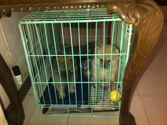 MINI POMERANIAN JAKARTA PUSAT AGAN