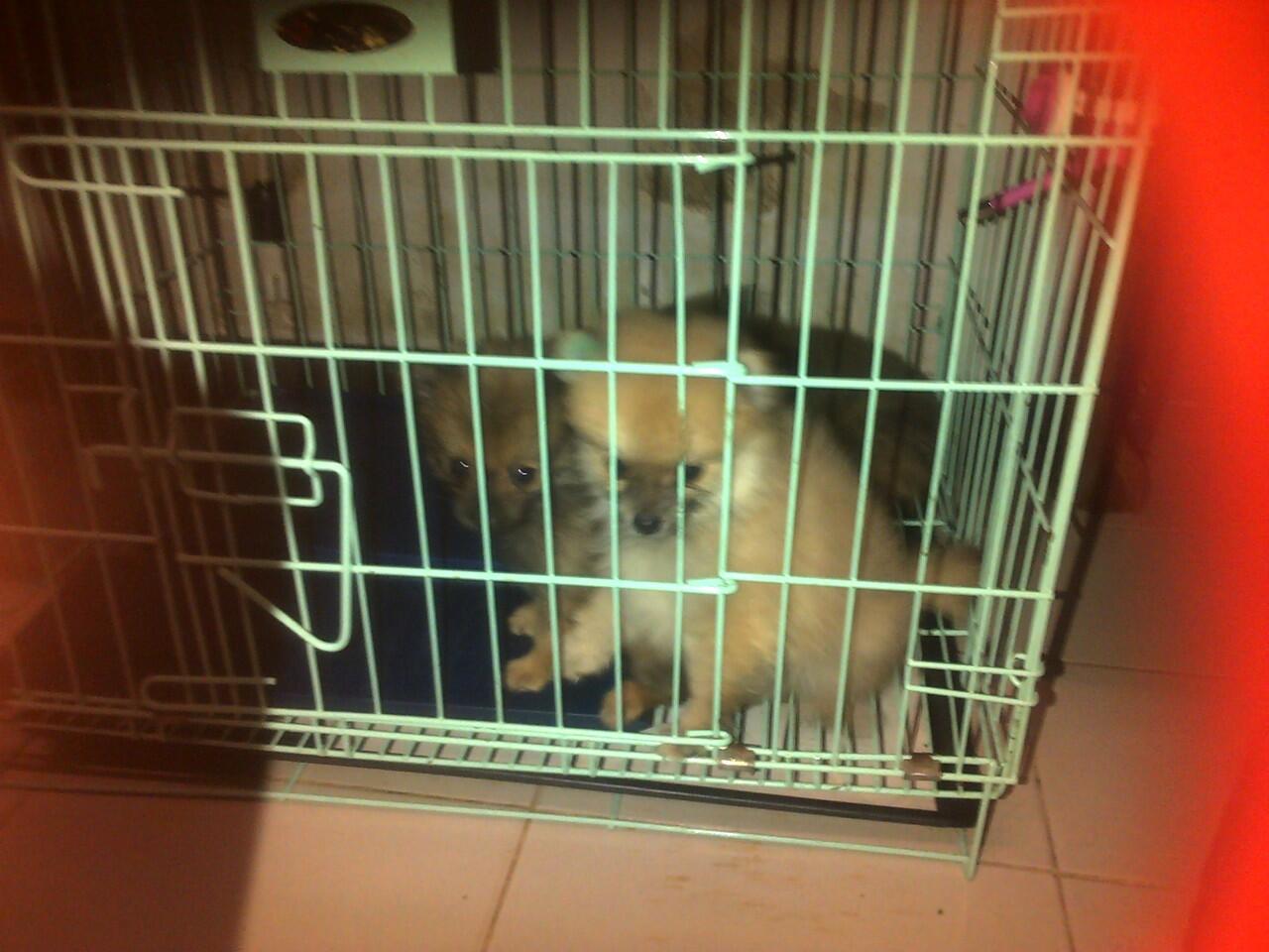 MINI POMERANIAN JAKARTA PUSAT AGAN