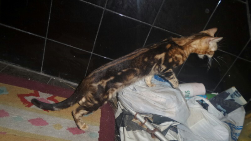 Terjual Kucing Bengal Brown Marble Pure ( Betina ) | KASKUS