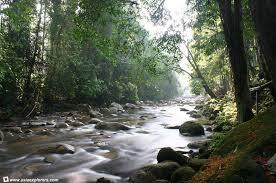 Cara Bertahan Hidup di Hutan