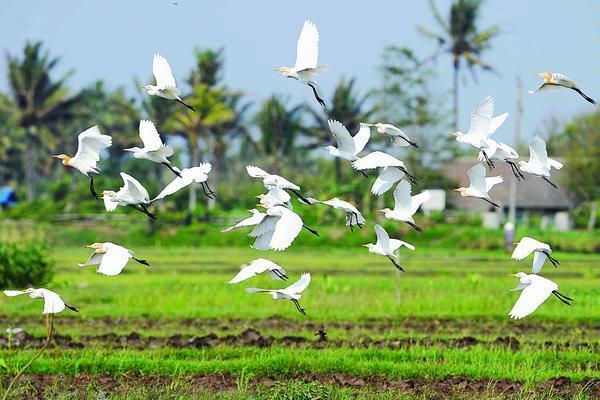 HEWAN- HEWAN YANG DULU &quot;BIASA&quot; YANG SEKARANG UDAH LANGKA