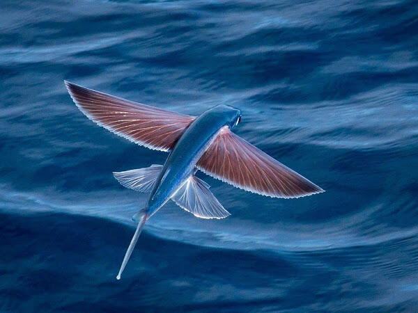 &#91;FOTO&#93; Fenomena Ikan Terbang yang Menakjubkan