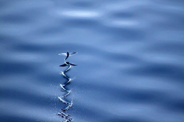 &#91;FOTO&#93; Fenomena Ikan Terbang yang Menakjubkan