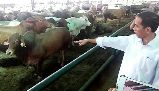 &#91;Bukan dr Piyungan&#93; Foto2 Pak Jokowi Nengok Sapi