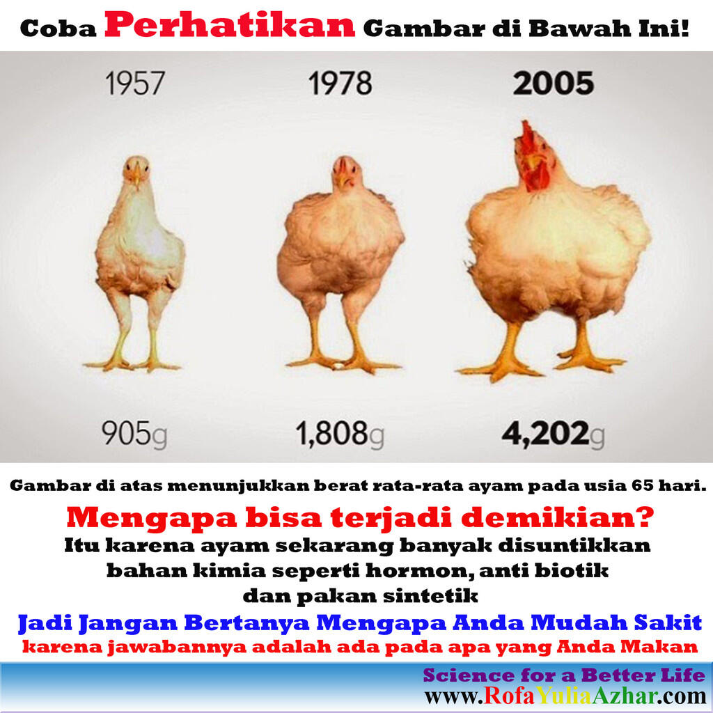 Stop Makan Ayam!