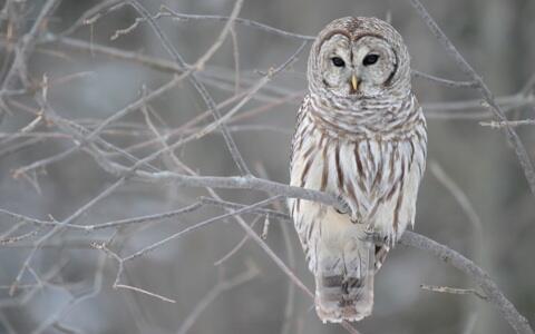 Misteri di Balik Burung Hantu (Hedwig)