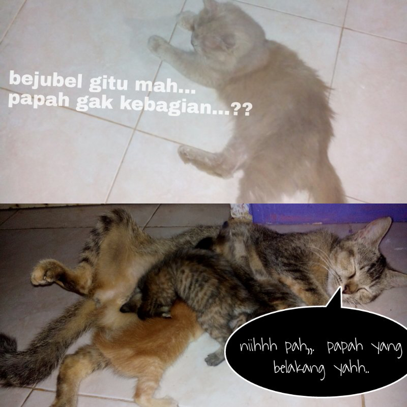 papah gak kebagian??? awas 18+++