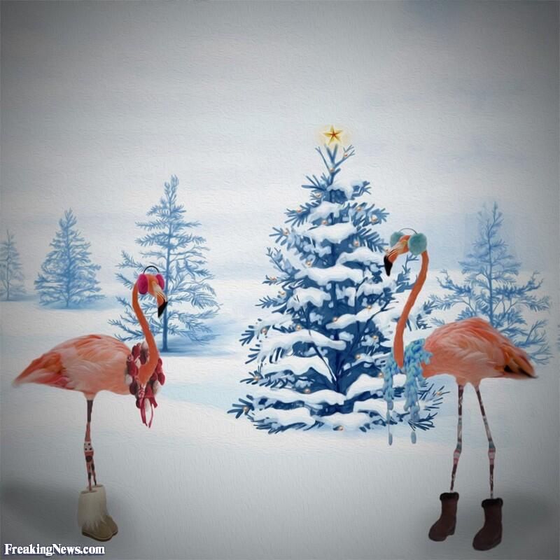 Gaya Burung Burung Ketika Musim Dingin tiba !( photoshop )