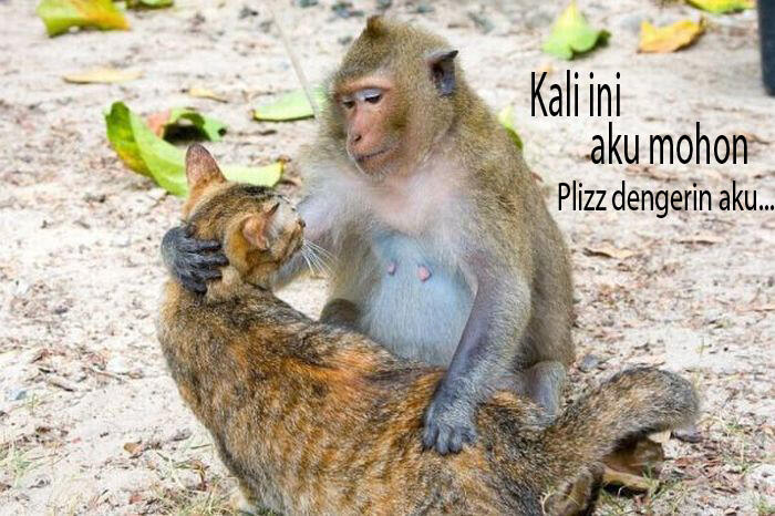 Dengerin aku plizz...