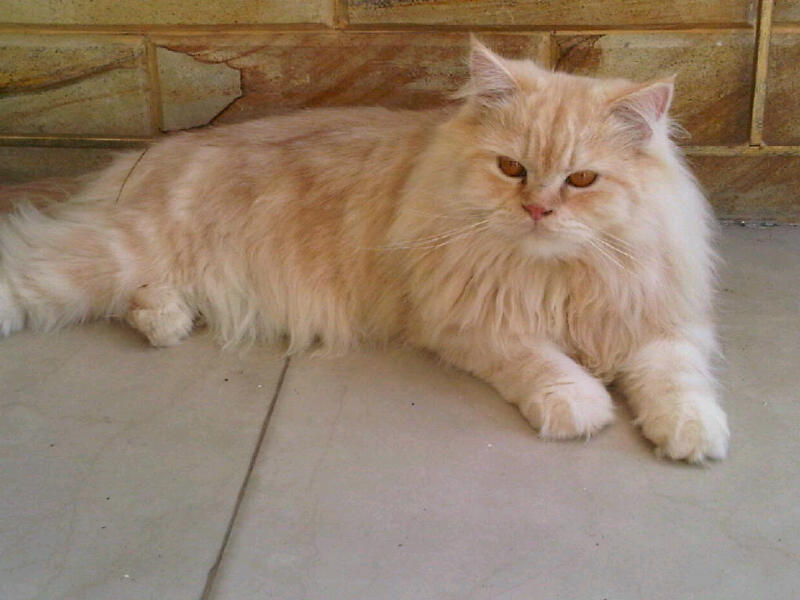 100+ Harga Kucing Persia – yasminroohi