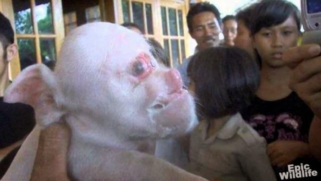 10 Hewan Hasil Mutasi Genetik Paling Aneh