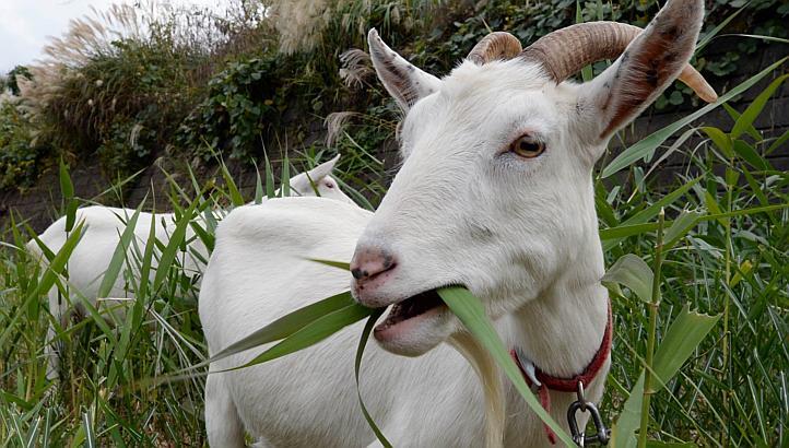 Fakta Unik Tentang Kambing yang Mungkin Agan Belum Ketahui
