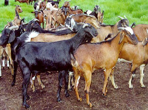 Fakta Unik Tentang Kambing yang Mungkin Agan Belum Ketahui
