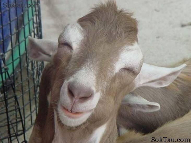 Fakta Unik Tentang Kambing yang Mungkin Agan Belum Ketahui
