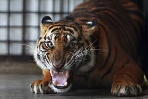 10 Binatang Langka di Indonesia