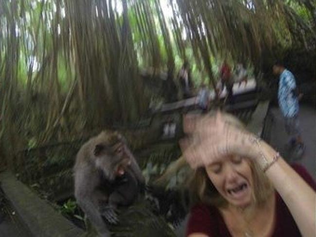 Selfie dengan Monyet di Bali, Turis Bule Ini Dijambak (Asli Gan Ada Fotonya)