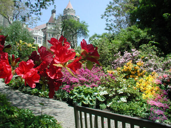 Kisah Cinta Kastil Casa Loma 