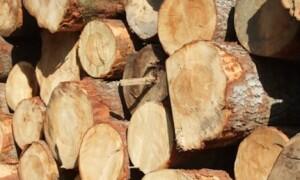 &#91;HOT&#93; Penggunaan Kayu Sebagai Bahan Dasar Makanan!!!