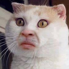 Ya ampyunn ane terguncyaangg,,, kucing ane baru lahir terus bilang, WALELUYANG GAN !!