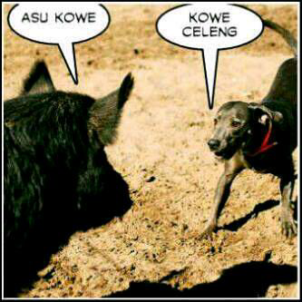 hewan ter aneh 2015.Asu dan celeng