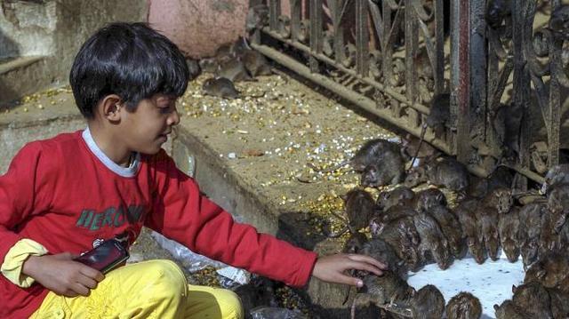  Warga Desa Ini Sembah Tikus Sebagai Dewa