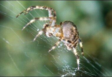 8 Tradisi Liburan yang Unik di Dunia