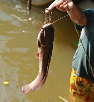 (Pertanda Apa Ini?) Ikan Aneh Gegerkan Kampung Halaman Jokowi di Solo