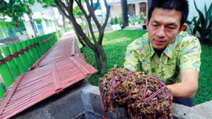 Cacing, Bisnis Menjijikkan Tapi Memberi Untung Selangit