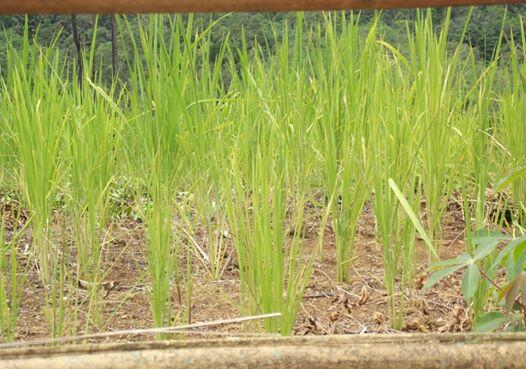 fakta baduy negri 1001 larangan