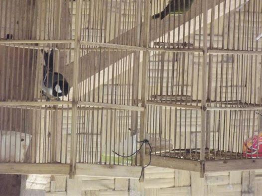 fakta baduy negri 1001 larangan