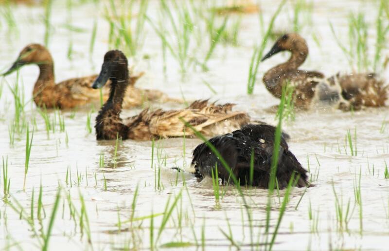 Tipe Pengguna Kamar Mandi Bersama