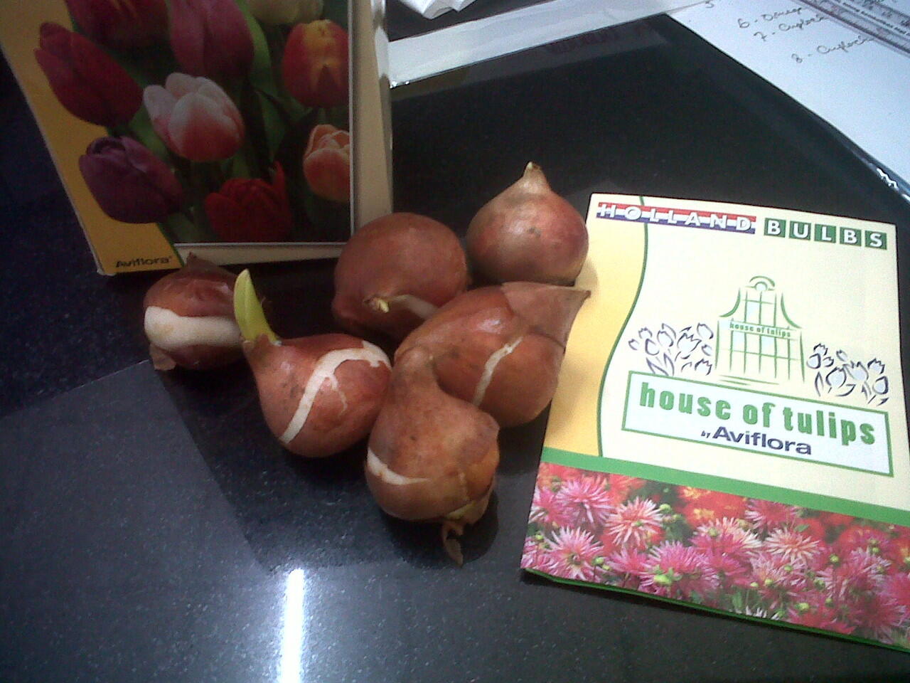 umbi Bunga Tulip
