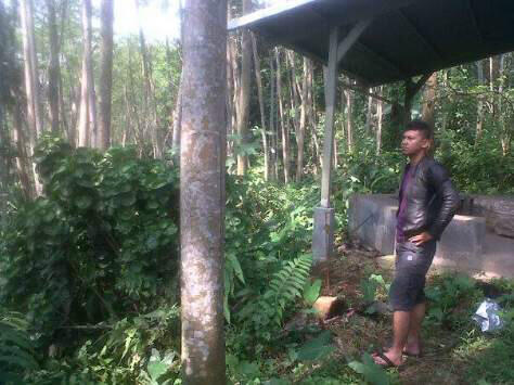 kayu albasia