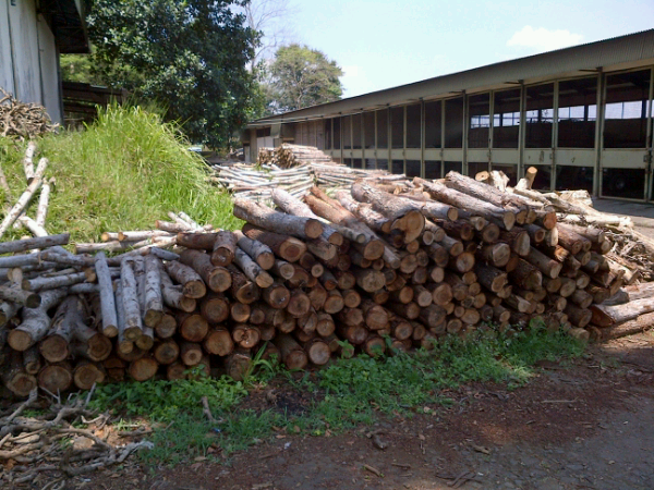 kayu albasia