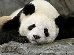 Mata Panda (Lingkaran hitam dibawah mata)