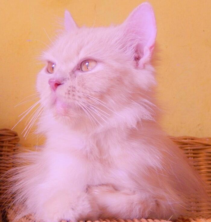 Ini Jenis Kucing ras apa ya gan..