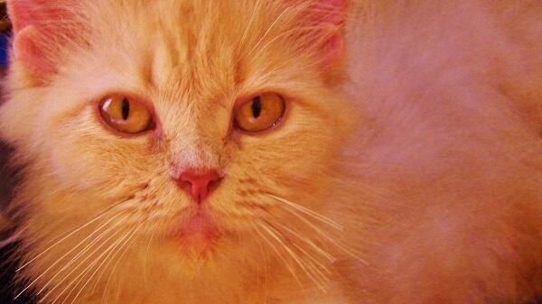 Ini Jenis Kucing ras apa ya gan..