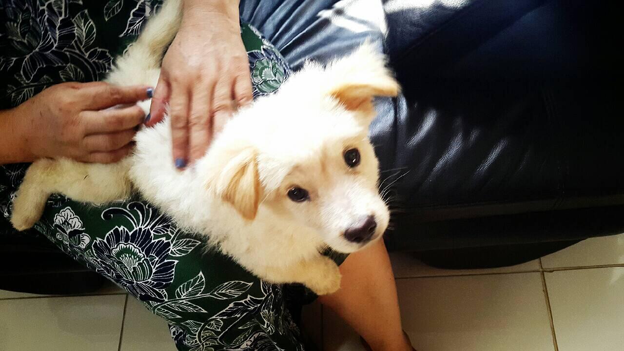 Terjual Dijual Anak Anjing Lucu Imut Kaskus