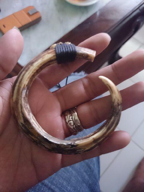 taring harimau dan taring babi hampir melingkar