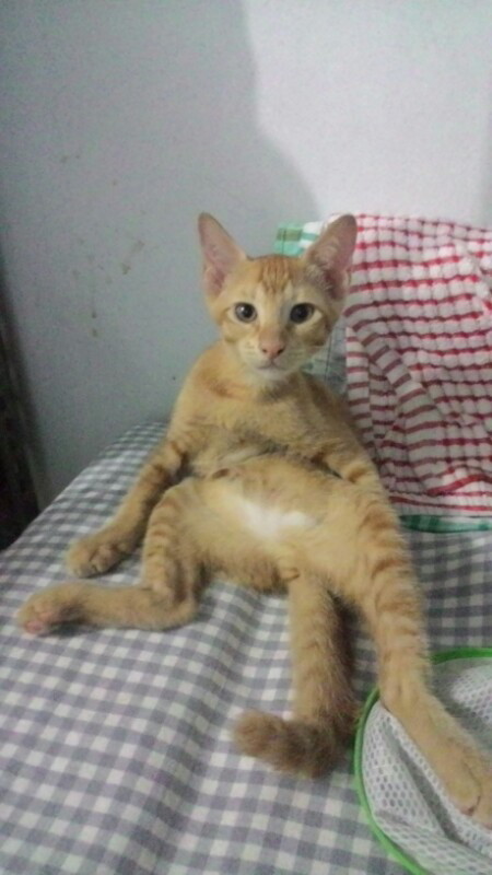Adopsi Kucing