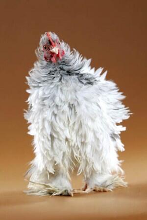 26 Jenis Ayam Hias Unik, Aneh,Lucu dan Menarik