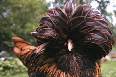 26 Jenis Ayam Hias Unik, Aneh,Lucu dan Menarik