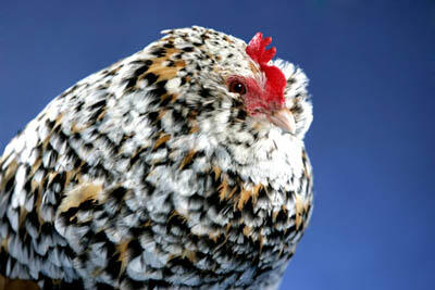 26 Jenis Ayam Hias Unik, Aneh,Lucu dan Menarik