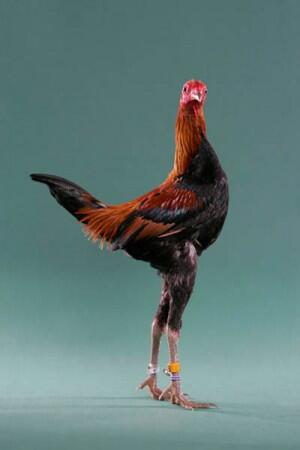 26 Jenis Ayam Hias Unik, Aneh,Lucu dan Menarik